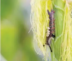  ?? Fotolia ?? ABOVE: According to the UN’s Food and Agricultur­e Organizati­on, fall armyworm can cause severe damage to at least 80 different types of crops.