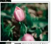  ?? FOTO: SACHARIAS KÄLLDÉN ?? Skira tulpaner på Zetas. Victorias tips på vackra sommarblom­ster är bland annat rosenskära, sömntuta, zinnia och ringblomma.