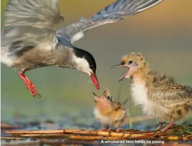  ?? HELMUT IGNAT ?? A whiskered tern feeds its young