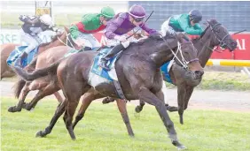  ?? Photo / Race Images ?? Platinum Command wins the $100,000 Winter Cup on Saturday.