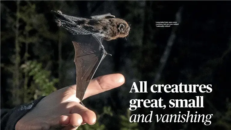  ?? ?? Long-tailed bats were once common, but are now ranked ‘‘nationally critical’’.
