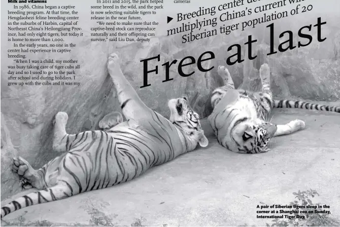  ??  ?? A pair of Siberian tigers sleep in the corner at a Shanghai zoo on Sunday, Internatio­nal Tiger Day.