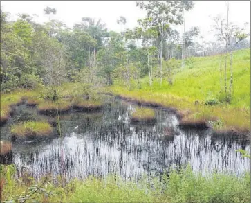  ?? Chris Kraul
For The Times ?? A POND that cattle drank from was polluted by crude oil after attackers forced tanker truck drivers to dump their loads on a road near Puerto Asis, Colombia. Analysts said the violence may backfire on the rebels.