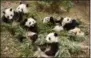  ?? DREW FELLMAN — WARNER BROS.
PICTURES VIA AP ?? This image released by Warner Bros. Pictures shows giant pandas in a scene from the IMAX documentar­y “Pandas.” The film, from David Douglas and Drew Fellman, takes audiences to the Chengdu Research Base For Giant Panda Breeding in China where...