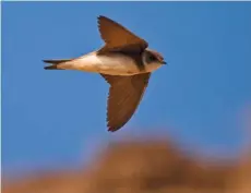  ??  ?? DIG IN The sand martin is our smallest swallow, arriving in March to burrow up to a metre deep in crumbly cliffs to nest.