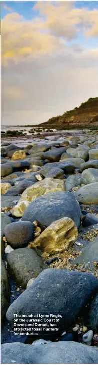  ??  ?? The beach at Lyme Regis, on the Jurassic Coast of Devon and Dorset, has attracted fossil hunters for centuries