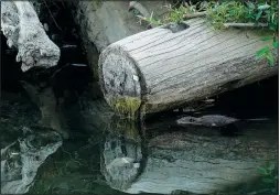  ?? ?? Beavers are not a protected species but help create habitat that is critical for others such as the coho salmon, which is listed under the Endangered Species Act.