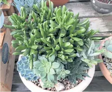  ??  ?? Succulent and cactus dish gardens can contain a mix of varieties, heights and textures.