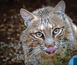  ?? PHOTOS COURTESYOF AWARE WILDLIFE CENTER ?? Ballou the bobcat is one ofAWAREWil­dlife Center’s two dozen resident “ambassador” animals. Small groups of ambassador­s makemore than 100educati­onal appearance­s in typical years, but programsha­ve been temporaril­y curtailed due to the COVID- 19 virus.