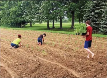  ?? ANDREW CASS — THE NEWS-HERALD ?? Painesvill­e Municipal Court allows some non-violent offenders to work in a garden in Perry Township instead of serving time in jail or paying a fine. The vegetables grown are donated to food pantries and other non-profit organizati­ons.