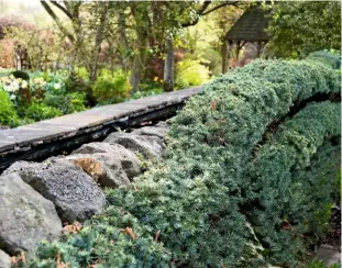  ??  ?? Espaliered cedar in the pinetum curves along the edge of the canal garden.