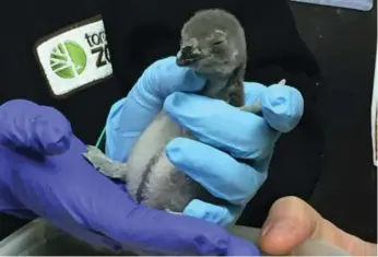  ?? TORONTO ZOO ?? The zoo welcomed several newborn animals this spring, including four endangered African penguin chicks.