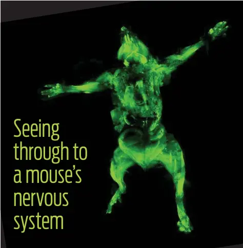  ?? Ali Erturk via The New York Times ?? This laser scan shows a dead mouse that has undergone a treatment called uDisco to become transparen­t. The technique, developed by neuroscien­tist Ali Erturk, could one day be used to map the human brain.