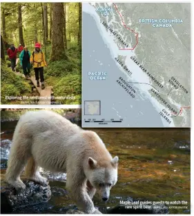  ?? SUPPLIED, TAVISH CAMPBELL SUPPLIED, KEVINSMITH ?? Exploring the rainforest with naturalist­s.
Maple Leaf guides guests to watch the rare spirit bear.