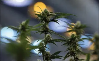  ?? Canadian Press file photo ?? Flowering marijuana plants are pictured during a tour of Tweed, a marijuana company in Smiths Falls, Ont. The federal government today introduces its long-awaited legislatio­n to legalize pot across Canada. The legislatio­n is eagerly anticipate­d in...