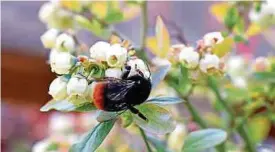  ?? Foto: epr/BrazelBerr­y® ?? Die hübschen weißen Blüten der BerryBux sehen nicht nur toll aus, sondern locken zudem Bienen und Insekten an.