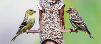  ?? Kathy Adams Clark / Contributo­r ?? Pine siskins migrating through Texas, such as the bird on the right, will crowd around Houston bird feeders, which could be infected with salmonella.