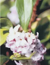  ??  ?? COOL CUSTOMER: Daphne odora rubra perfumes the air in the winter months.