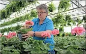  ?? Kristina Wilder / Rome News-Tribune ?? nia White, Georgia Northweste­rn Technical College student, ks on the geraniums at the college’s greenhouse in preparatio­n he upcoming plant sale.