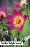  ?? ?? Dahlia ‘bright eyes’