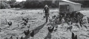  ?? Robin Jerstad / Contributo­r ?? Maggie Eubank checks the free-range chickens and ducks. “I tell people that we are primarily grass farmers, and everything else is supplement­ary,” she says.