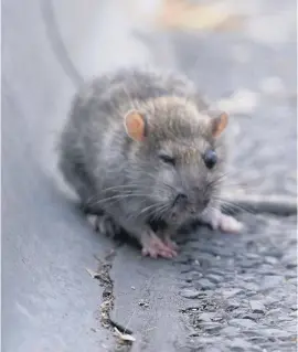  ??  ?? Rat attack Experts say there will be a 25 per cent rise in rodent numbers