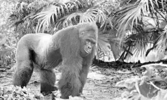  ?? ?? Gino enjoys some solitude after a rambunctio­us start to his day with the younger gorillas at the Gorilla Falls Exploratio­n Trail in Disney’s Animal Kingdom on Wednesday.