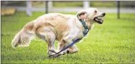  ??  ?? A golden retriever rescued from Turkey gets some exercise in a fence training area at the Clint Moore Animal Hospital.