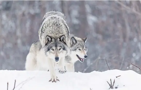  ??  ?? CALL OF THE WILD: The return of wolves to Scotland would make a telling and dramatic improvemen­t to the nation’s biodiversi­ty.
