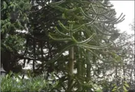  ??  ?? Slik ser det ni meter høye apeskrekk-treet ut i all sin prakt.