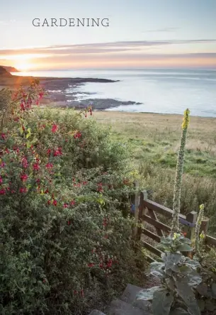  ??  ?? THIS PAGE, CLOCKWISE
FROM ABOVE LEFT The deep pink blooms of a fuchsia hedge and yellow flowers of great mulleins by the garden gate glow in the rays of a spectacula­r sunset; the sea provides a perfect backdrop for the intense colour and elegant...