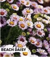  ?? ?? BEACH DAISY