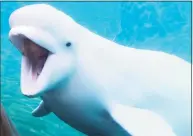  ?? Gregory Payan / Associated Press file photo ?? A beluga whale at the Mystic Aquarium in Mystic.