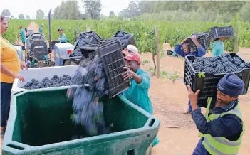  ?? FOTO: DPA ?? Dürre macht auch den Winzern zu schaffen. Viele Arbeitsplä­tze hängen von der Weinproduk­tion ab.