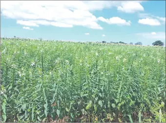  ??  ?? Plantacion­es de sésamo a punto de ser cosechadas. Fue en enero pasado en Concepción.