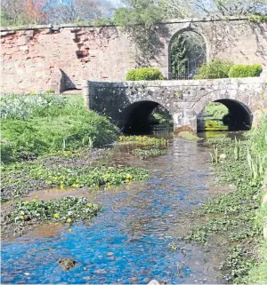  ??  ?? Oystercatc­her eggs in their nest, a simple scrape in the ground lined with pebbles, a few leaves and small twigs, and, right, marsh marigolds framed by the old bridge at The Burn Estate, near Edzell. Pictures: Angus Whitson.