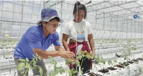  ?? ?? Western Visayas Integrated Agricultur­al Research Center researcher­s transplant 1,445 tomato and 775 paprika seedlings by following the prescribed technologi­es and good agricultur­al practices.