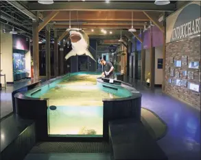  ?? Maritime Aquarium at Norwalk / Contribute­d photo ?? With a donation, the Norwalk aquarium is asking the public to name its new sandbar shark exhibit, which opens Friday.