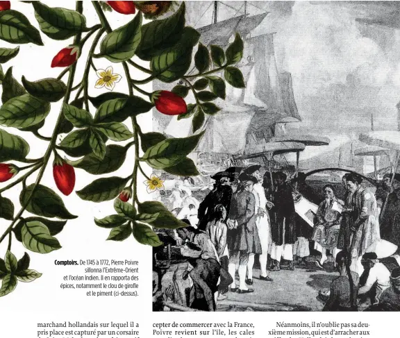  ??  ?? Comptoirs. De 1745 à 1772, Pierre Poivre sillonna l’Extrême-Orient et l’océan Indien. Il en rapporta des épices, notamment le clou de girofle et le piment (ci-dessus).