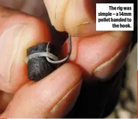  ??  ?? The rig was simple – a 14mm pellet banded to the hook.