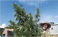  ??  ?? Medicinal-grade cannabis being grown legally in Ruatoria. In Canada, legal product accounts for only about 20 per cent of all cannabis consumed, because the regulatory regime is not consumerfr­iendly, says David Clement.