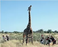  ??  ?? SAVING AN ICON: Clockwise from left, a giraffe seen from a drone; researcher­s capturing a giraffe; Dr Francois Deacon (in hat) and his team fit an action camera to a captured animal to help map its movements