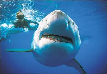  ?? One Ocean Diving and Research ?? OCEAN RAMSEY hopes images of her encounter off Hawaii show the sharks should be protected, not feared.