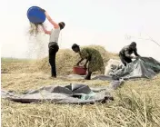  ?? CHINEDU ASADU AP ?? Ibrahim Mohammed, left, a farmer who lost most of his seedlings and farmlands to violent attacks in Nigeria's north, works on a rice farm along with his family members in Agatu village on the outskirts of Benue northcentr­al Nigeria, in January.