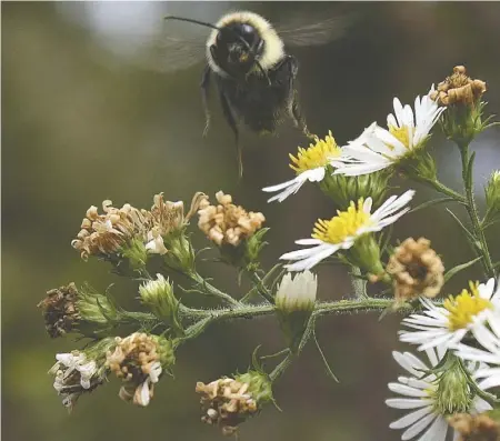  ??  ?? Know which species of bee this is? A new bee guide at the Rappahanno­ck Library may help.