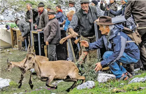  ?? BILD: SN/PRIVAT/REPRO FRANZ TAFERNER ?? Der Start des Wiederansi­edlungspro­jekts erfolgte vor sechs Jahren – mit zehn Stück Steinwild. Inzwischen ist die Population stark gewachsen.