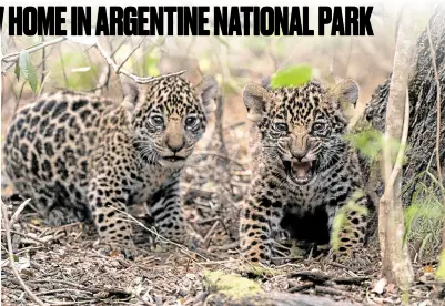  ?? —REUTERS ?? NEW HOPE The two jaguar cubs born in semicaptiv­ity