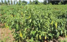  ??  ?? These are some of Allied Botanical Corporatio­n’s Panigang Best F1 hybrid pepper variety which Elmer Umali planted around the boarders of his farm – an additional income generator for him.