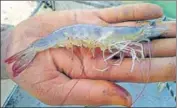  ?? SANJEEV KUMAR/HT ?? Aquacultur­ist Lakhwinder Singh shows shrimp in his farm in Ratta Khera village in Muktsar district on Sunday.