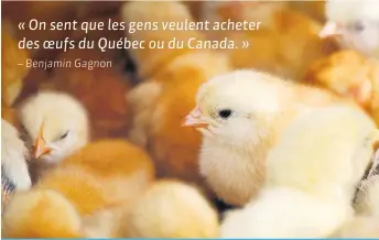  ??  ?? Environ 21 % des oeufs d’incubation et des poussins vivants provenant des États-Unis sont destinés au marché du poulet à chair.